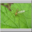 Limoniidae sp - Stelzmuecke 01c.jpg